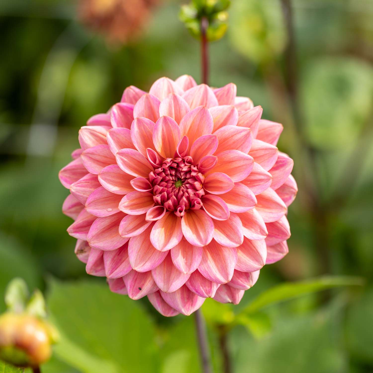 Daalia 'Salmon Runner'